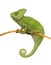 Chameleon yemen lizard reptile isolated background