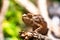 Chameleons lizard on stick stone walking looking eyes dof sharp focus space for text macro reptile jungle aquarium home pet cute