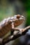 Chameleons lizard on stick stone walking looking eyes dof sharp focus space for text macro reptile jungle aquarium home pet cute