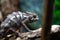 Chameleons lizard on stick stone walking looking eyes dof sharp focus space for text macro reptile jungle aquarium home pet cute