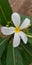 Chameli White Flower