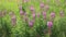 Chamerion angustifolium. Fireweed flowers on a summer day in the meadow