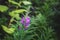 Chamerion Angustifolium or Fireweed, Great Willow-herb, Rosebay Willowherb