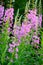 Chamerion angustifolium flowers