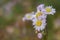 `Chammy` Close up foldover offset of Purple Chamomile Blossoms in Springtime Blue Ridge Mountains USA