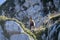 Chamois of abruzzo national park of abruzzo