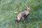 Chamois of abruzzo national park of abruzzo