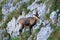 Chamois of abruzzo national park of abruzzo