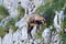 Chamois of abruzzo national park of abruzzo