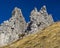 Chamois in Alps