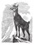 Chamois, or Antilope rupicapra vintage engraving