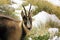 A chamois apennines