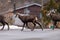 Chamois in city. Three rupicapra rupicapra walking on street in Switzerland