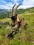 Chamois Coloured Goat in front of alpine panorama in Ticino