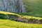 Chamois and cubs on the green meadow and rocky boulders. Alpine landscape with chamois or mountain goat