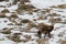 An chamois deer in the snow background