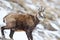Chamois deer in the snow background