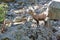 A chamois in the Ecrins National Park