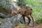 A chamois in the Ecrins National Park