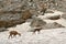 A chamois family in the Ecrins National Park