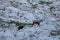 Chamois family on rocky terrain