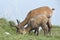 Chamois female with her cub feeding.