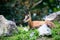 Chamois, goat-antelope native to mountains in Europe