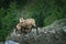 Chamois goat feeding her youngster