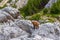 Chamois goat at Pirin national park in Bulgaria