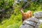 Chamois goat at Pirin national park in Bulgaria