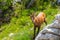 Chamois goat at Pirin national park in Bulgaria