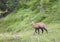 Chamois grazing meadows with grass in summer