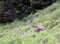 Chamois grazing meadows with high grass in summer