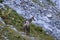 Chamois grazing in mountains in the morning