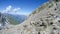 Chamois grazing on rock of Mont Blanc massif