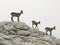 Chamois in Julian Alps