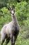 Chamois: male found in the bushes