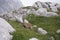 Chamois, mountain goat observing while chewing on grass