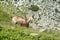 Chamois on a mountain meadow, High Tatras