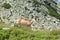 Chamois on a mountain meadow, High Tatras