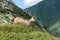 Chamois on a mountain meadow, High Tatras