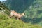 Chamois on a mountain meadow, High Tatras