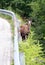 Chamois on mountain road with guardrail