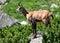 Chamois in the mountains