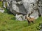 Chamois in Pirin National park.