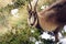 Chamois portrait