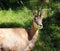 Chamois portrait