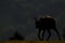 Chamois (Rupicapra carpatica) in backlight