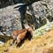 Chamois (Rupicapra Carpatica) in mountain High Tatras, Poland