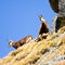 Chamois (Rupicapra Carpatica) in mountain High Tatras, Poland